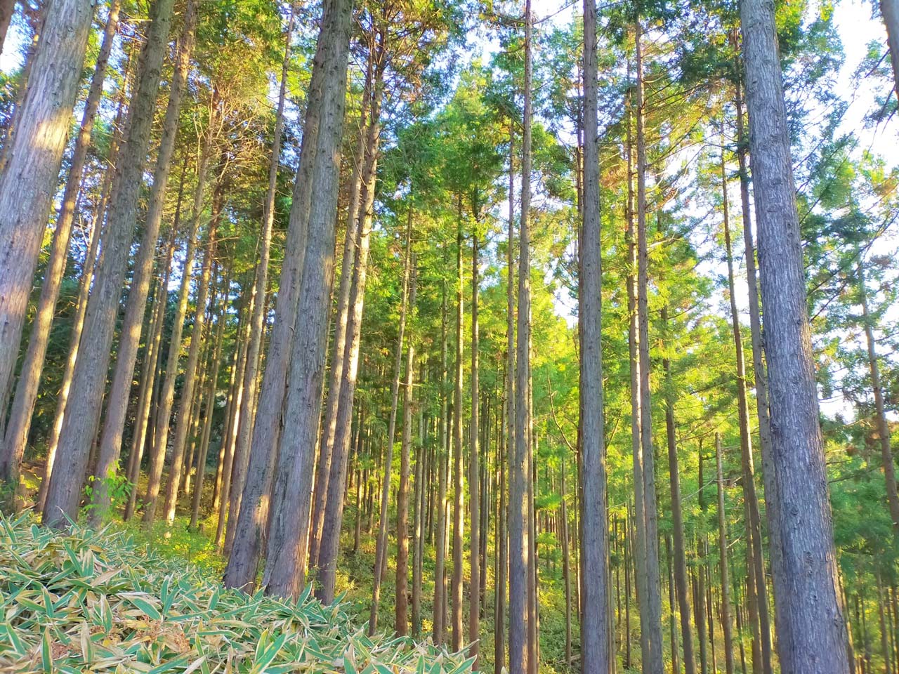 自然と向き合い、山を育てて守る 石原工業株式会社