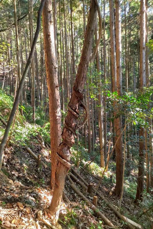 つる切り・除伐