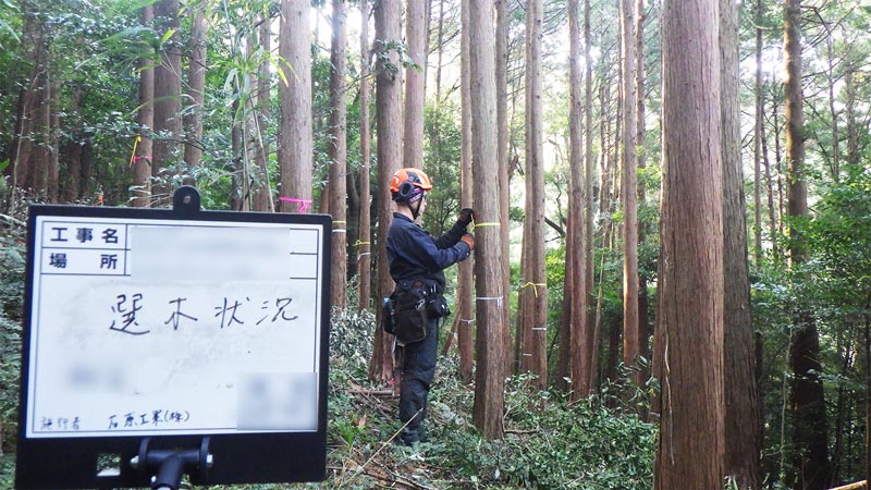 選木作業