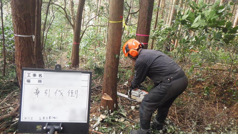 伐倒作業