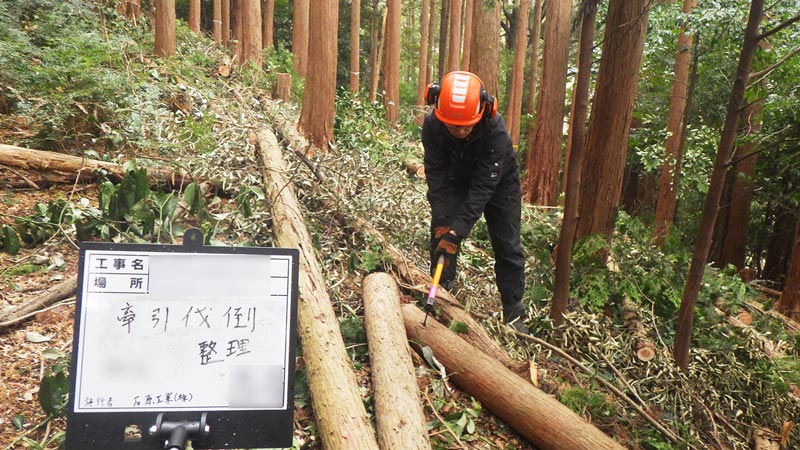 伐倒整理作業